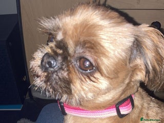 Shih Tzu dogs for sale: Sweet natured miniature female Shitzu - Advert 1