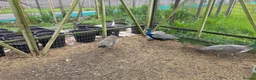 Peafowl poultry for sale: Peafowl for sale White & Blue - Advert 4