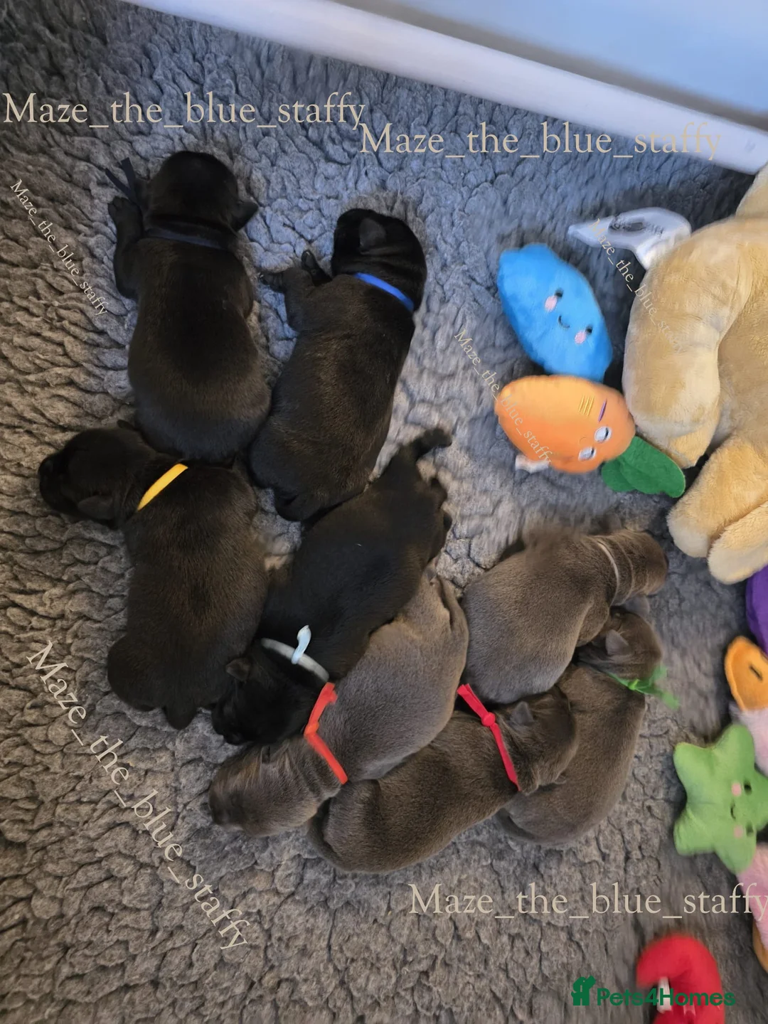 Staffordshire Bull Terrier dogs for sale: Pinnacle Blue & Black Staffy Puppies - Advert 5