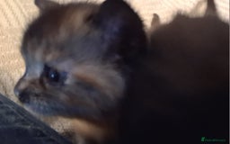 Mixed Breed cats for sale: 2 beautiful kittens.  - Image 4