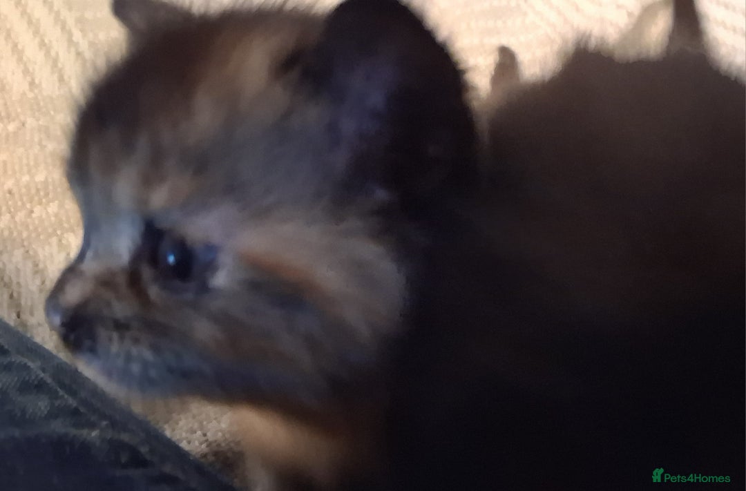 Mixed Breed cats for sale: 2 beautiful kittens.  - Image 4
