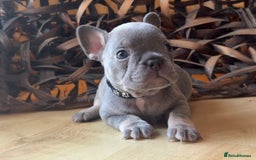 French Bulldog dogs for sale: Pedigree Frenchies - New Shade Isabella’s & Lilacs - Image 7