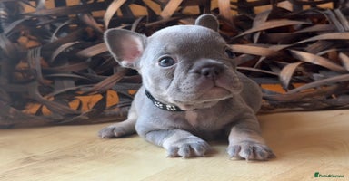 French Bulldog dogs READY FROM THIS WEEKEND! - Isabella’s & Lilacs - Advert 5