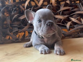 French Bulldog dogs READY FROM THIS WEEKEND! - Isabella’s & Lilacs - Advert 5