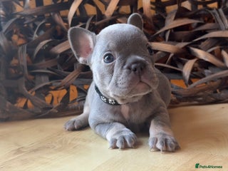 French Bulldog dogs READY NOW - Last Beautiful Lilac girl! - Advert 12