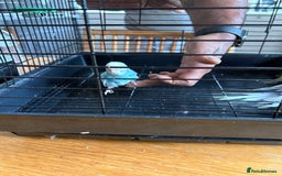Budgerigars birds for sale: Male & Female budgies for sale - Image 2