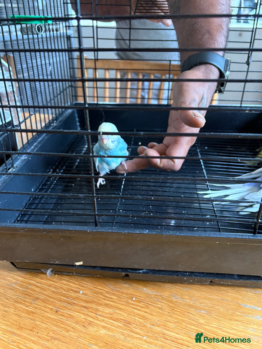 Budgerigars birds for sale: Male & Female budgies for sale - Image 2