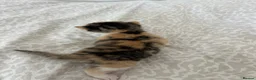 Mixed Breed cats for sale: 3 kittens for sale  in Wantage - Advert 9