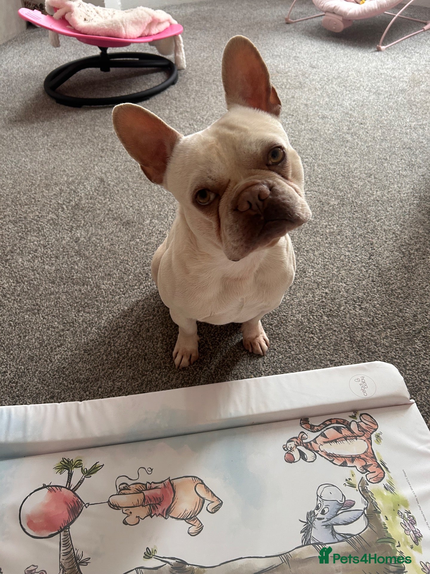 French Bulldog dogs Hugo frenchie - Advert 8