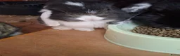 Mini Lop rabbits for sale: Mini lop - Advert 31