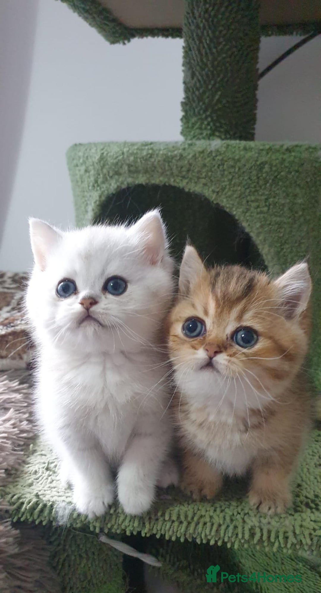 British Shorthair cats for sale: Stunning GCCF British Shorthair Kittens. - Image 15