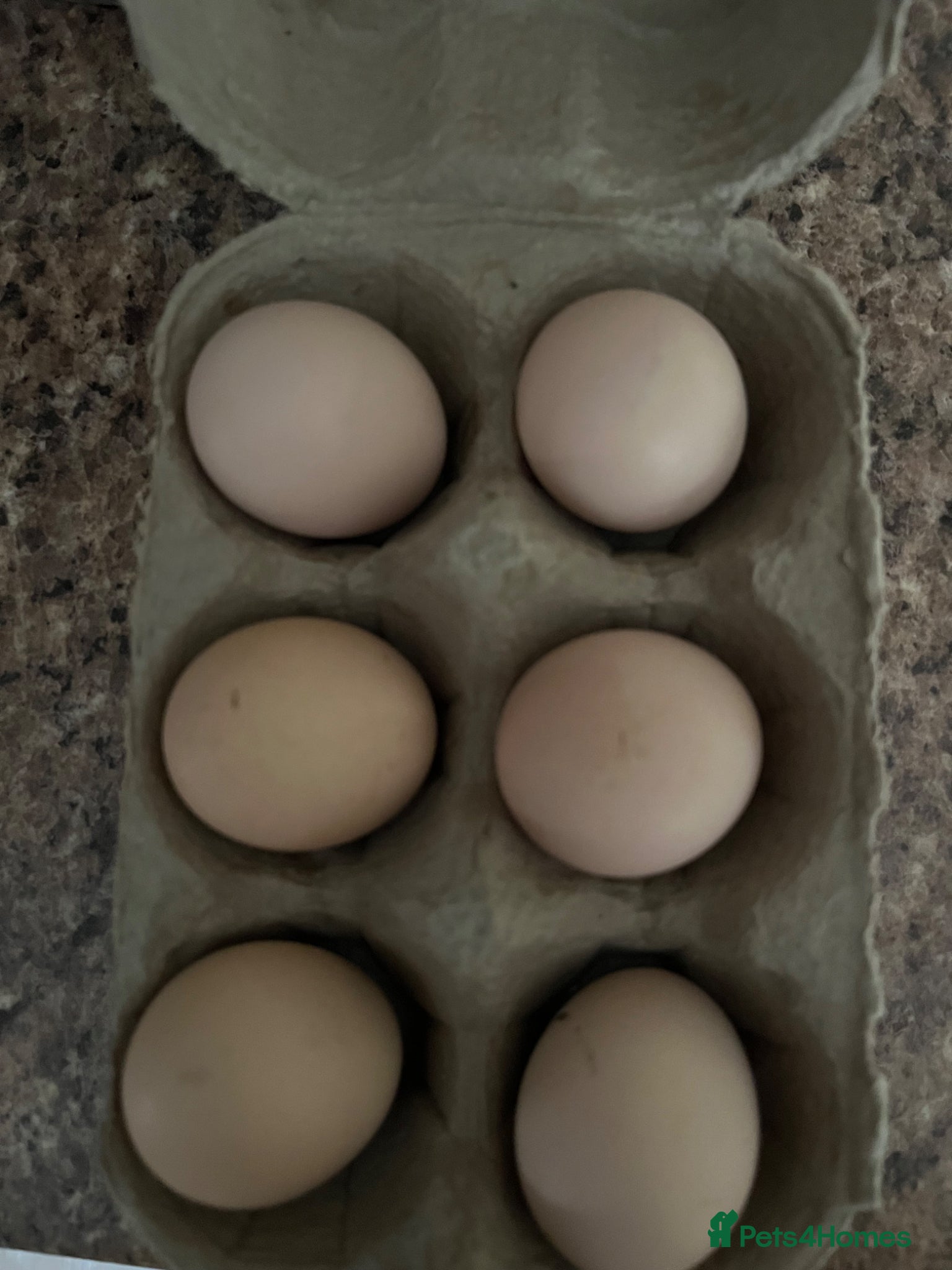 Chickens poultry Lavender peaken bantam  haching eggs  - Advert 2