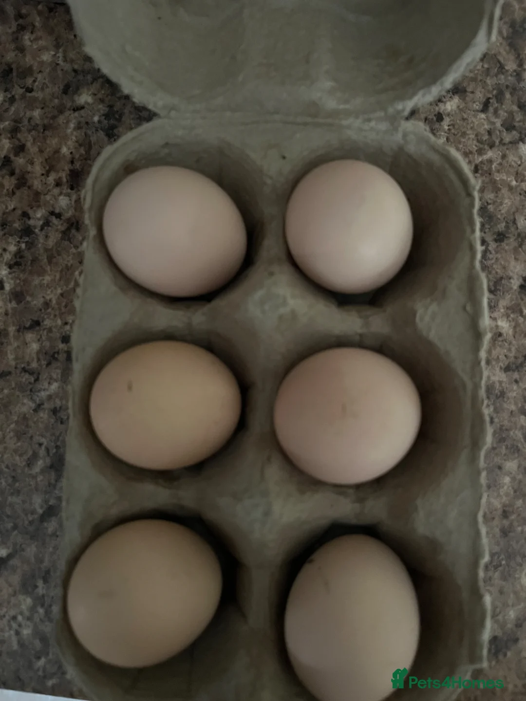 Chickens poultry for sale: Lavender peaken bantam  haching eggs  - Advert 1