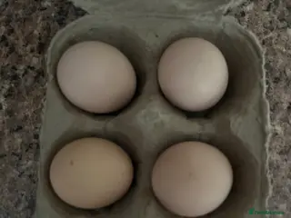 Chickens poultry Lavender peaken bantam haching eggs - Advert 2