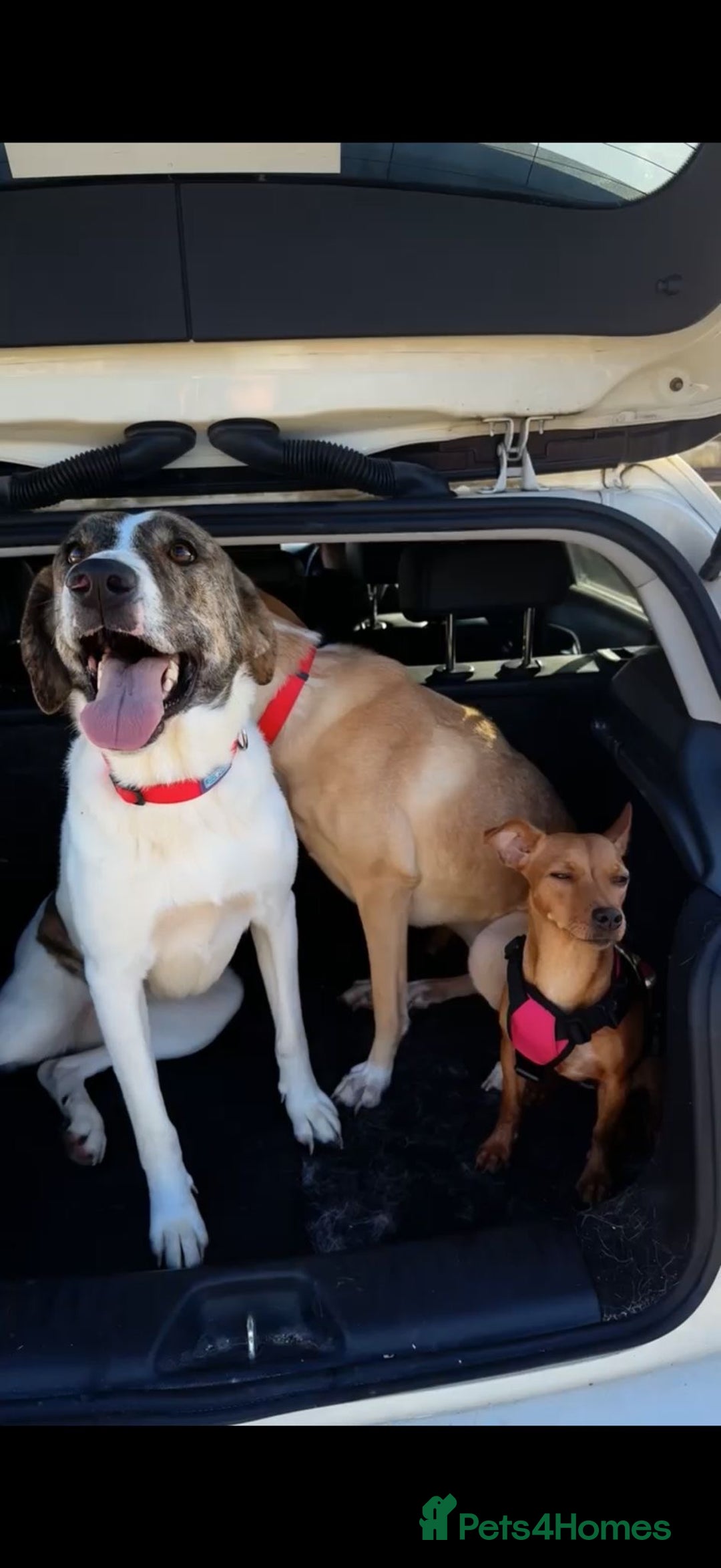 Mixed Breed dogs for adoption: Little Lady Josie is ready for her forever home! - Advert 10