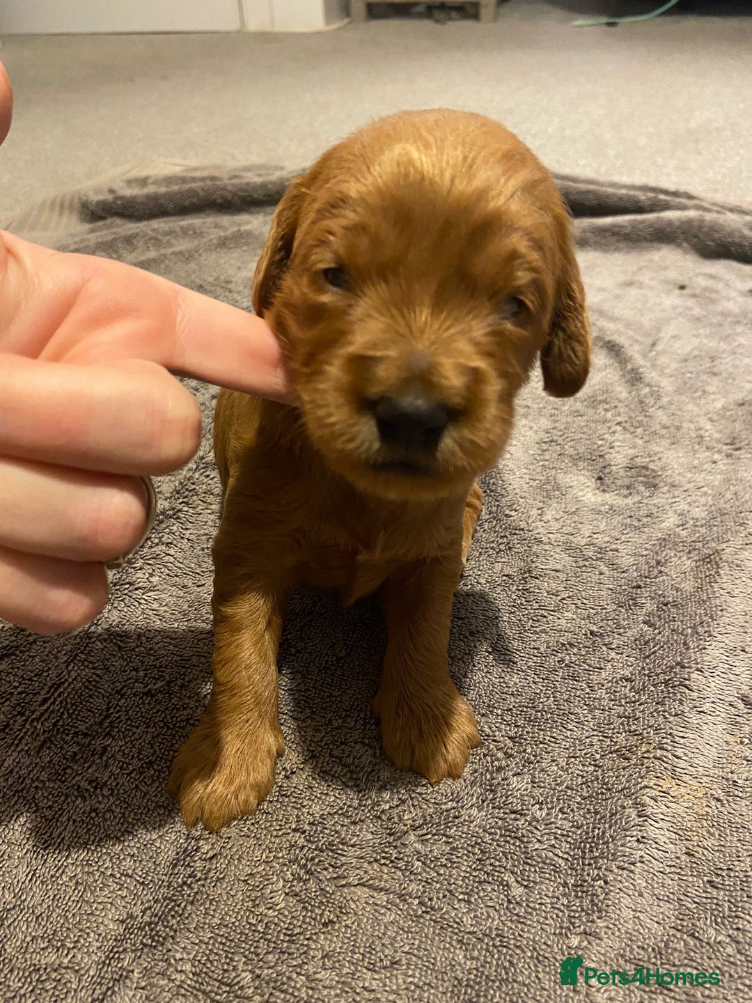 Mini Goldendoodle dogs for sale: F2 mini golden doodle puppies.  - Advert 27
