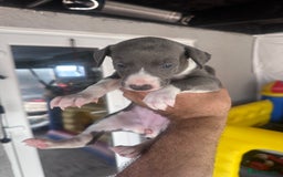 Whippet dogs for sale: Kc pedigree female whippet puppy  - Image 1