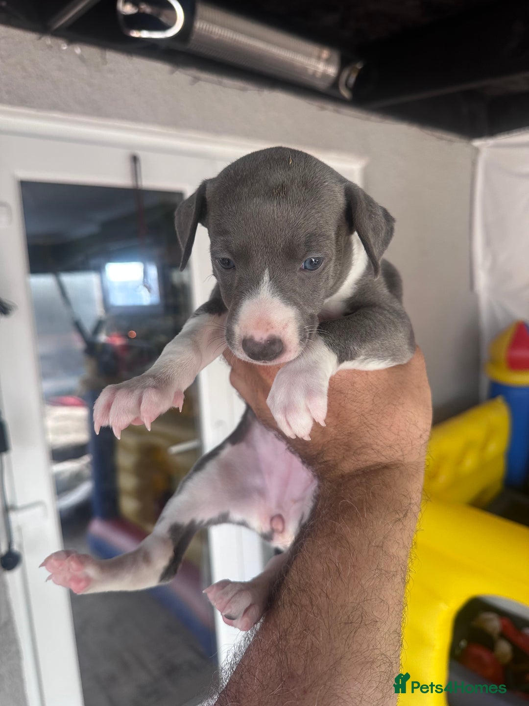 Whippet dogs for sale: Kc pedigree female whippet puppy  - Image 1