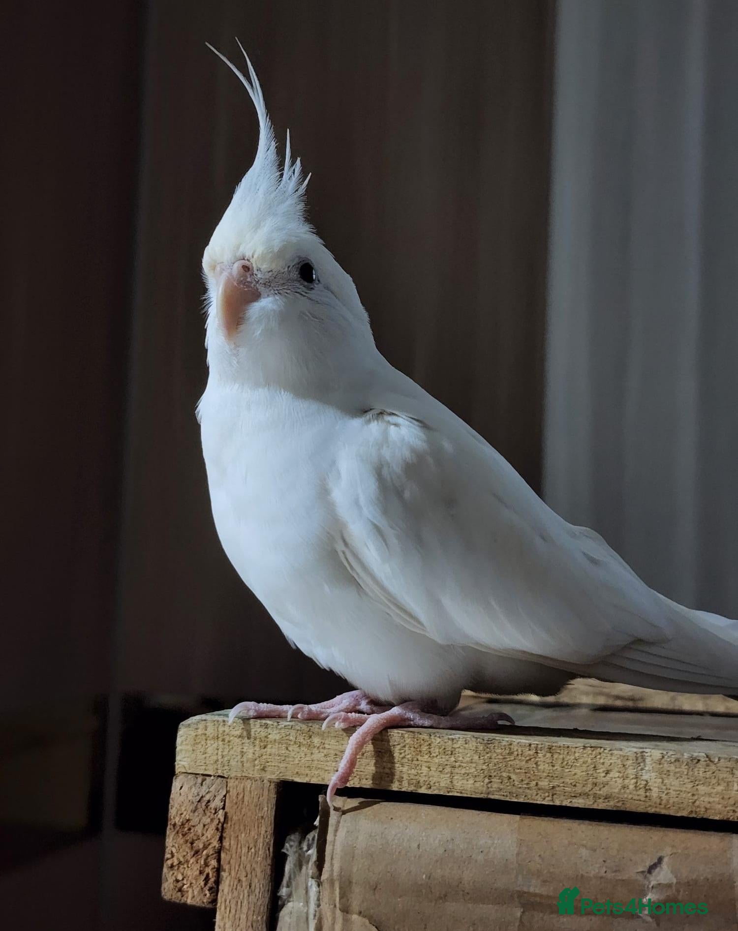 Budgerigars birds Albino Cockatiel Red eyes - Advert 11