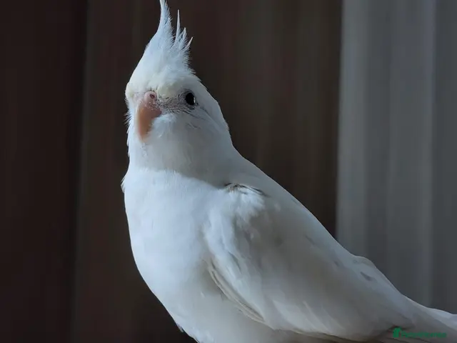Budgerigars birds Albino Cockatiel Red eyes - Advert 11
