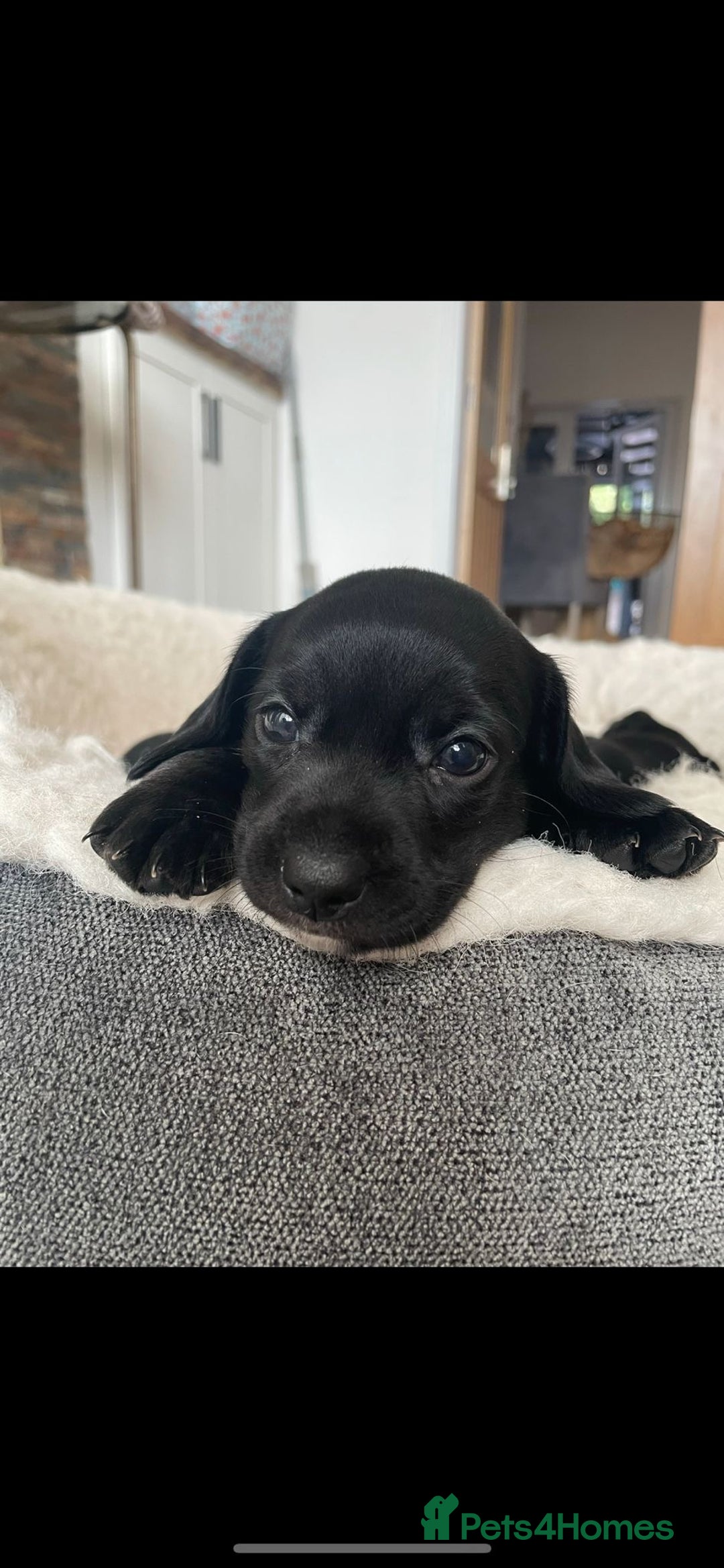 Mixed Breed dogs for sale: Dalmatian X Chiweenie Puppies - Image 8