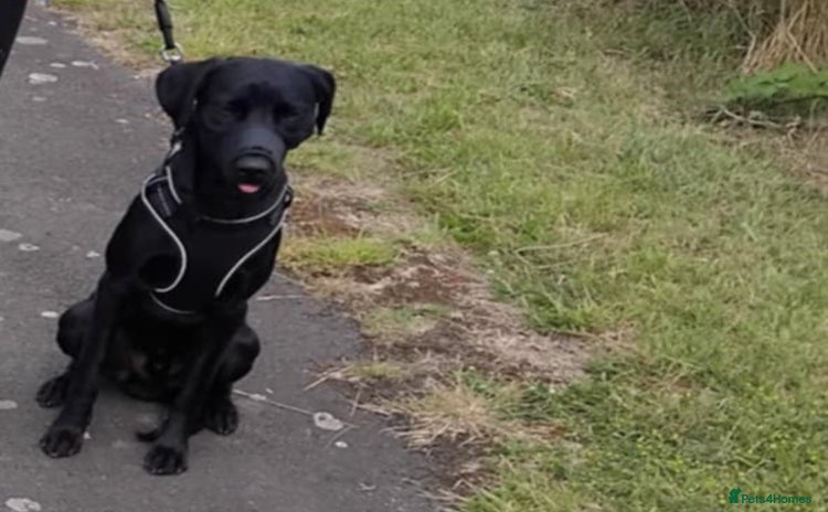 Labrador Retriever dogs - Advert 2