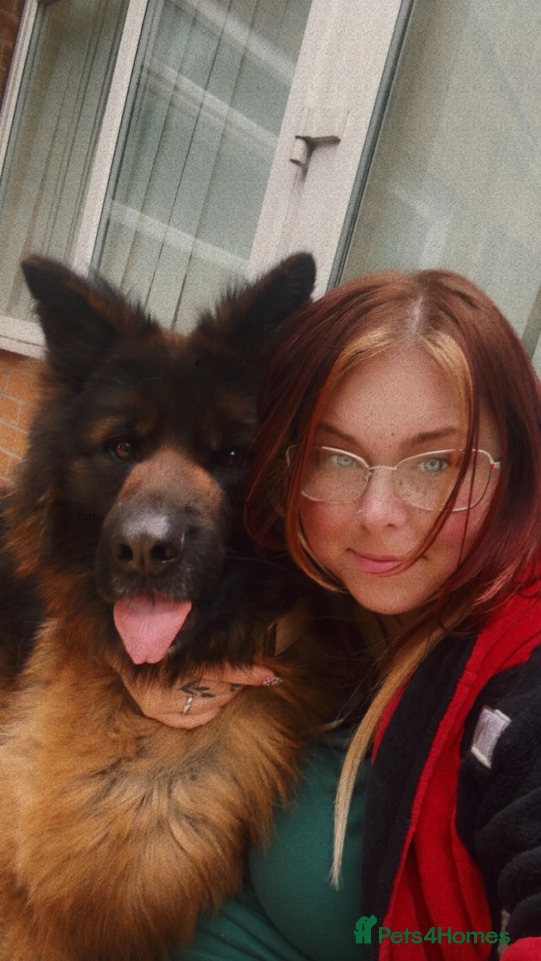 German Shepherd dogs for sale: REACTIVE GSD possibility needing a secure home - Advert 2