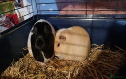 Guinea Pig rodents for sale: Female Guinea Pig Duo for Rehoming  - Image 7