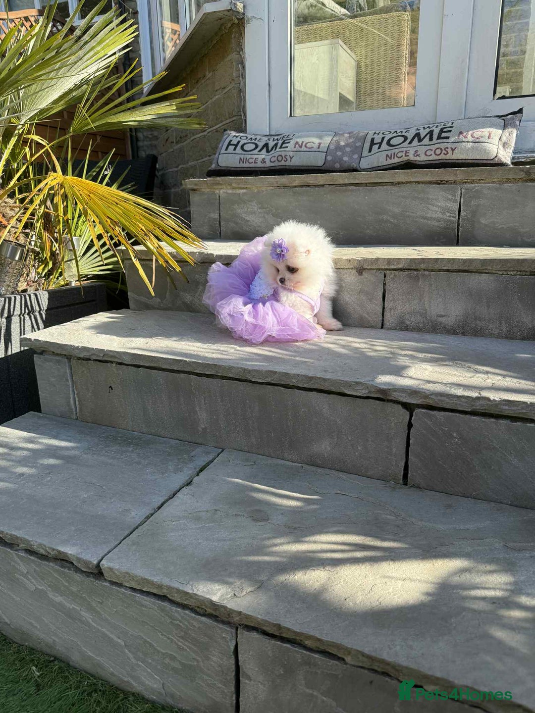 Pomeranian dogs for sale: KC White Pomeranian polar bears 🐻‍❄️  - Image 10