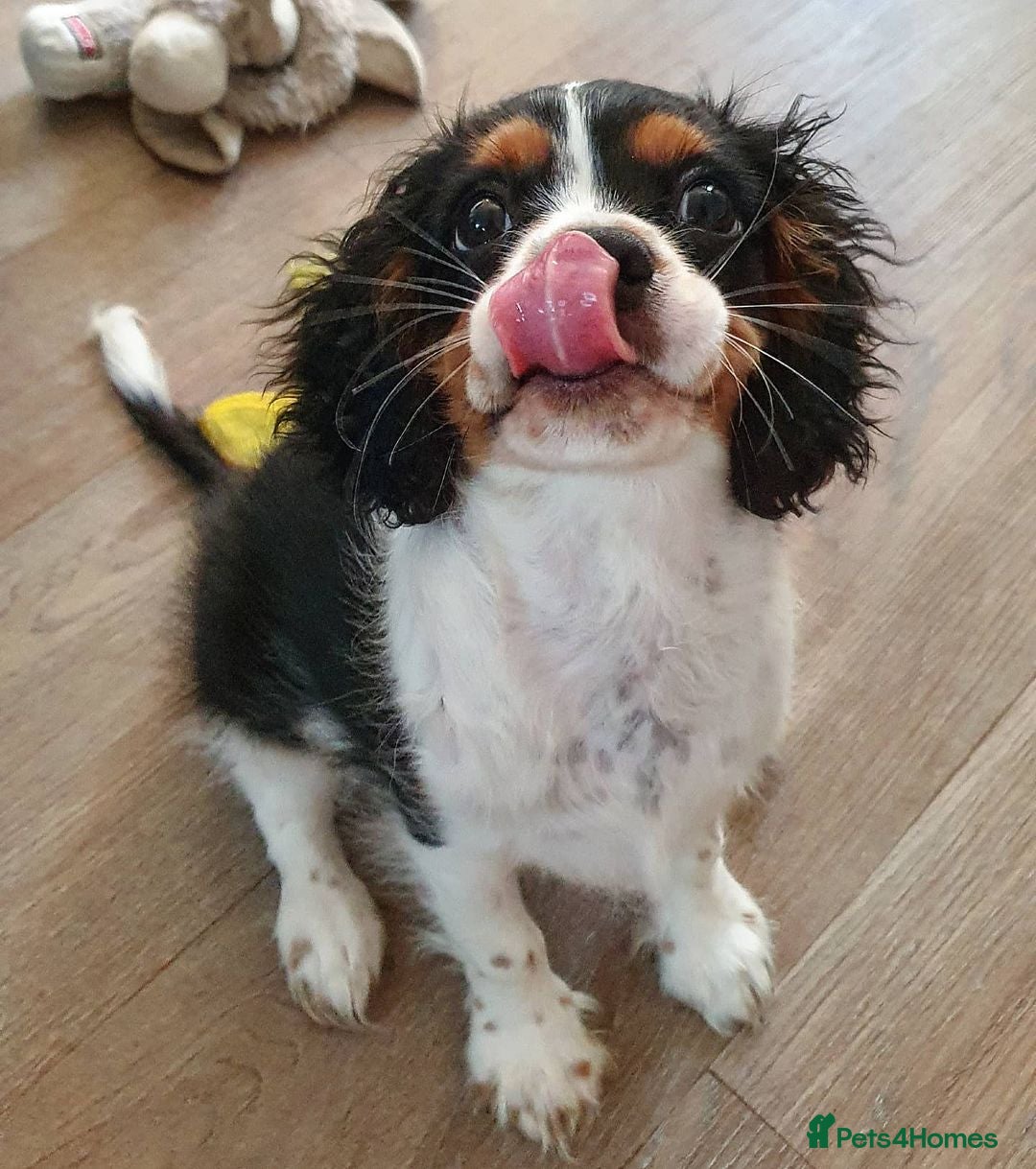 Cavalier King Charles Spaniel dogs for sale: Adorable Cavalier Puppy Needs Loving Home - Image 6