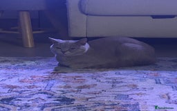 British Shorthair cats for sale: missy! grey british short hair. - Image 25