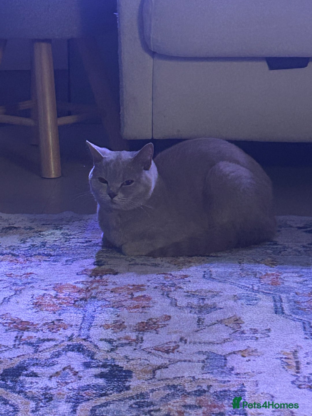 British Shorthair cats for sale: missy! grey british short hair. - Image 25