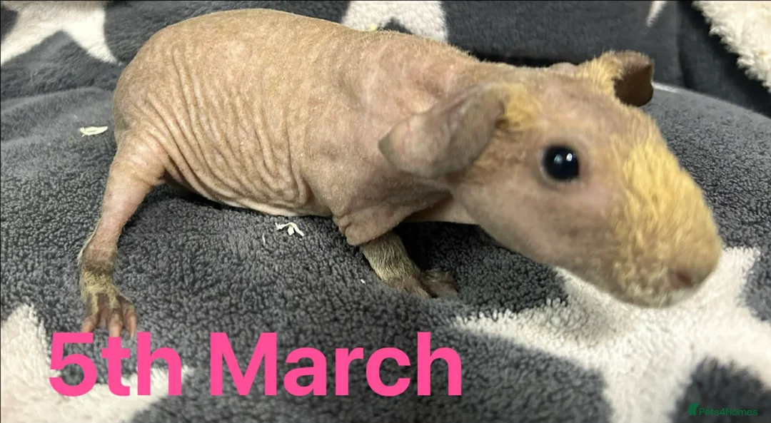 Guinea Pig rodents for sale: Skinny Pig Sows.  - Advert 3