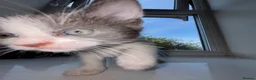 Mixed Breed cats for sale: Grey&white F.  All grey M.  - Advert 7