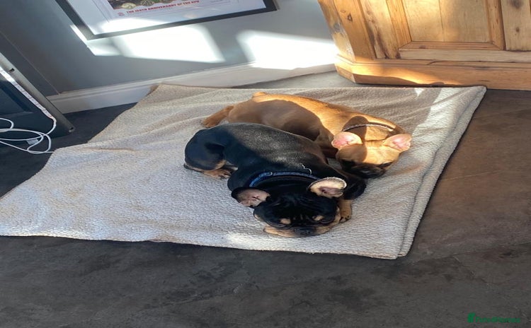 French Bulldog dogs - Advert 8