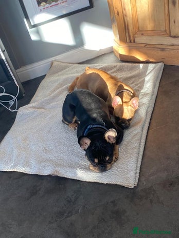 French Bulldog dogs - Advert 8