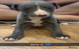 Whippet dogs for sale: Beautiful Blue Baby Whippets  - Image 7