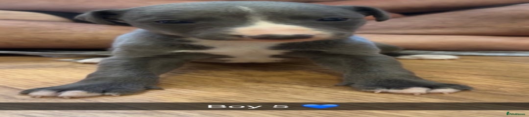 Whippet Puppy 5