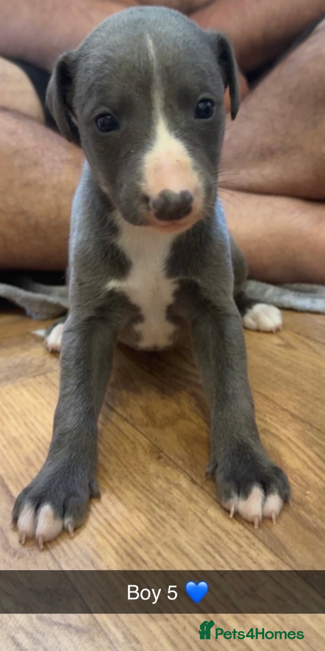 Whippet dogs for sale: Beautiful Blue Baby Whippets  - Image 7