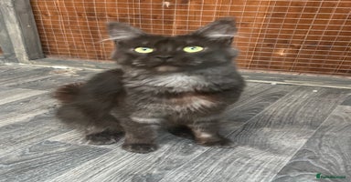 Maine Coon cats - Advert 6