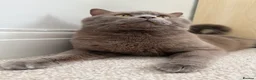 British Shorthair cats for sale: Bear, fawn/lilac Male British Shorthair  - Advert 5