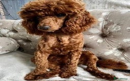 Cockapoo dogs for sale: Health Tested Fox Red Cockapoo  - Image 26