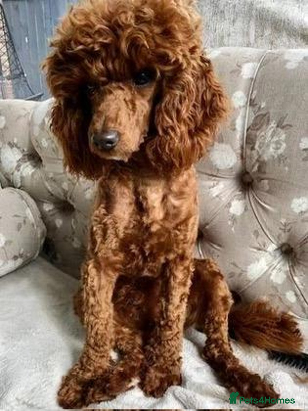 Cockapoo dogs for sale: Health Tested Fox Red Cockapoo  - Image 26