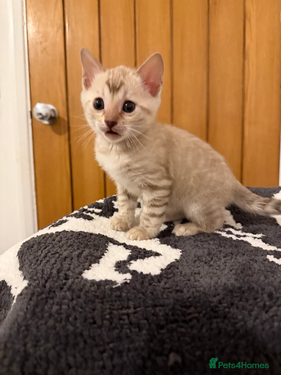 Bengal cats for sale: Pure Snow Bengal Kittens, Ready Today!  - Advert 11