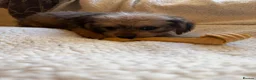 Mixed Breed dogs for sale: sausage x pom  - Advert 3