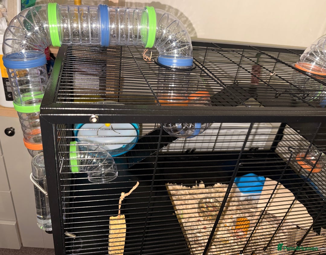 Hamster rodents for sale: Beige and white hamster including cage - Advert 3