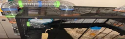 Hamster rodents for sale: HAMSTER CAGE FOR SALE - Advert 3