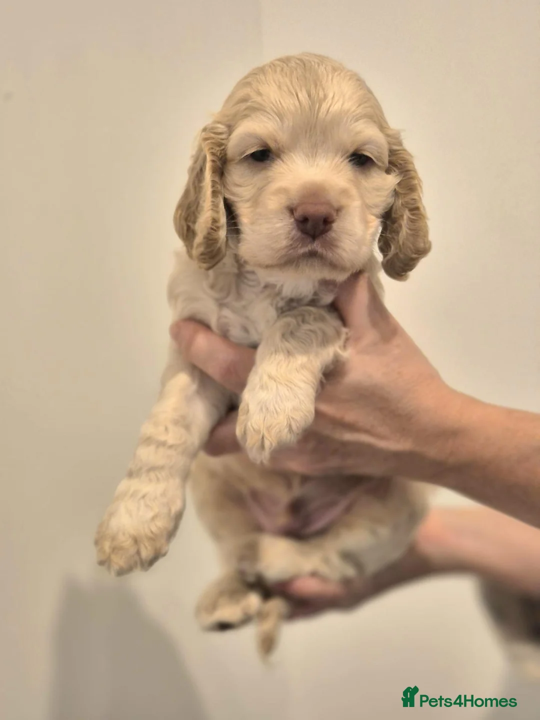 Cocker Spaniel dogs for sale: Beautiful Cocker Spaniel Puppies  in Dover - Advert 2