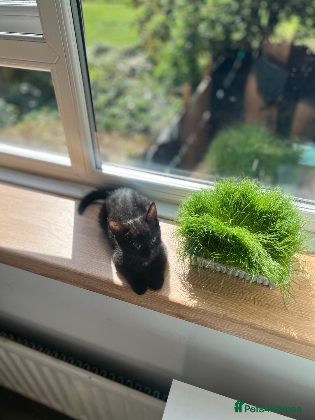 Mixed Breed cats for sale: 3 Female Ghost Tabby’s For Sale - Image 2