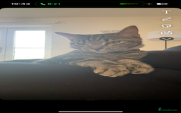 American Shorthair cats for sale: Female cat 1 year old  - Image 4